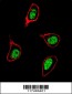 PCNA Antibody (C-term)
